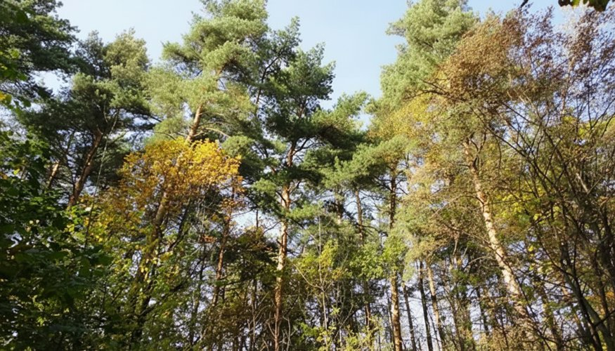 Салтыковский лесопарк.