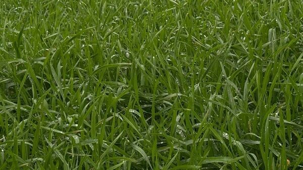    © Министерство сельского хозяйства Республики Крым