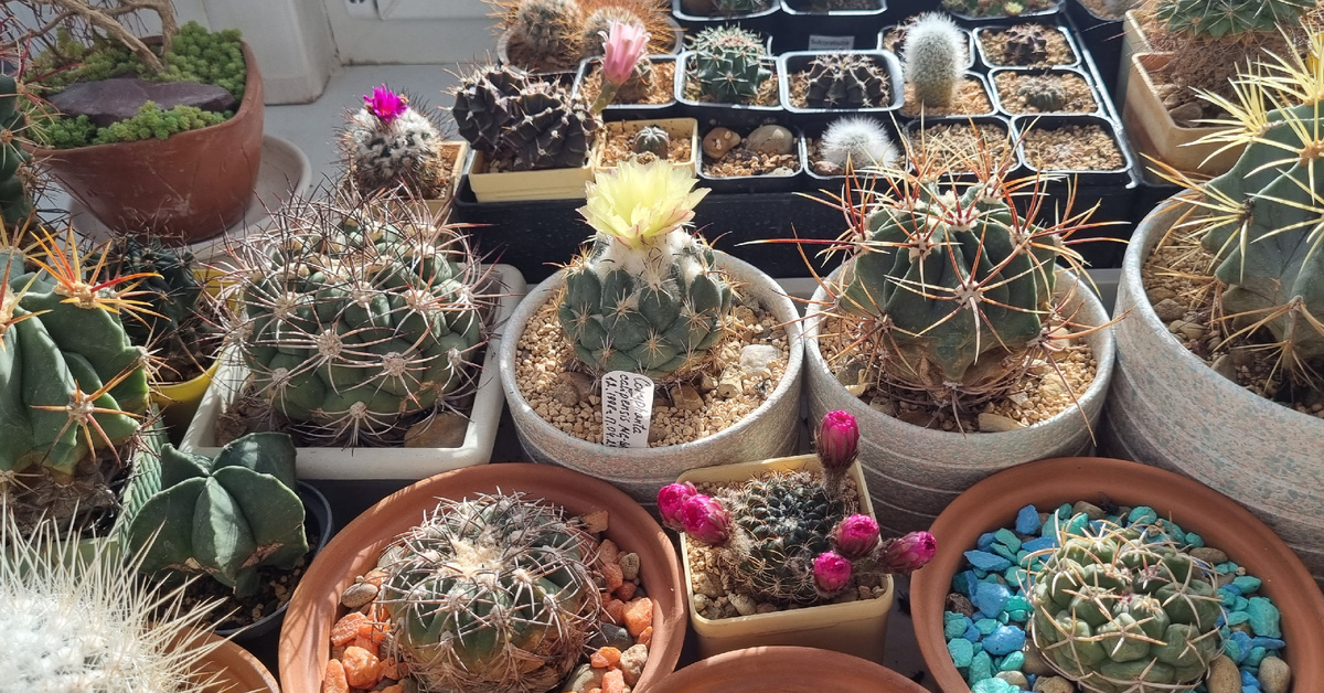 Кусочек моей теплицы.