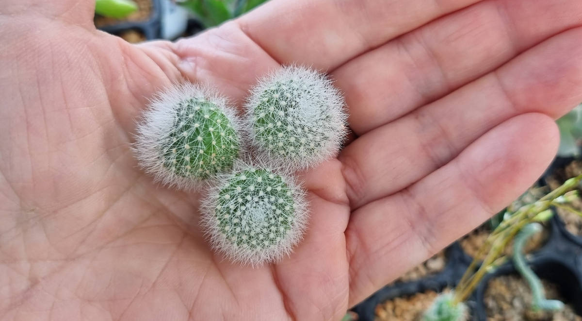 Детки Ребуции мускулы.