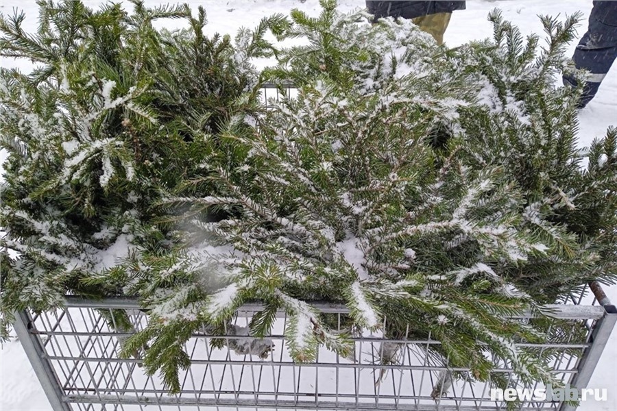 На ёлочных базарах можно приобрести еловые и пихтовые ветки