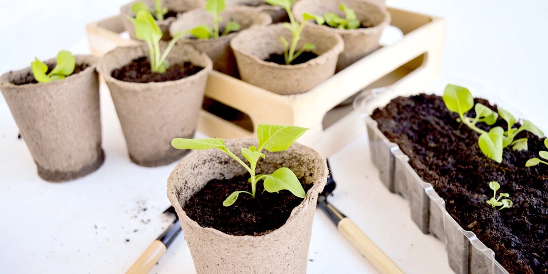 Эти цветы на рассаду нужно высевать уже в январе, рассказываем все тонкости и нюансы посева и выращивания рассады