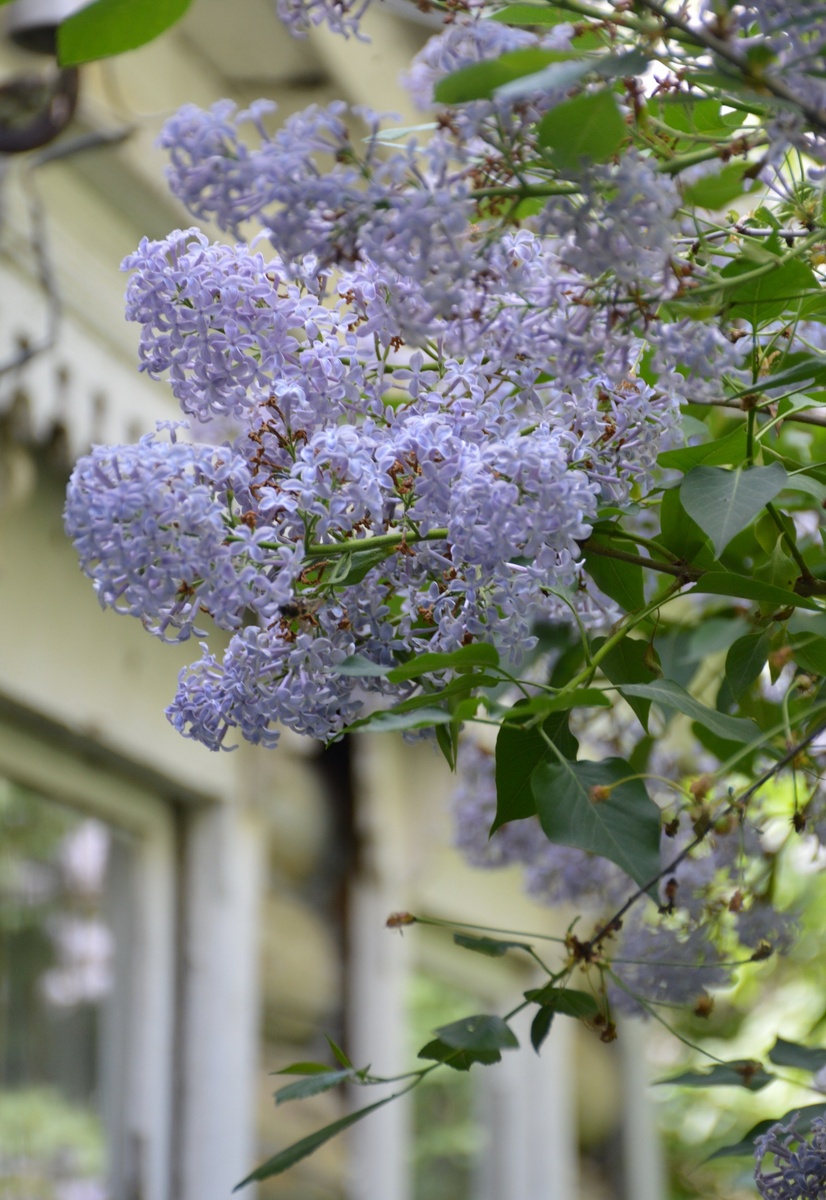 Сирень на фоне моего дома. 2015