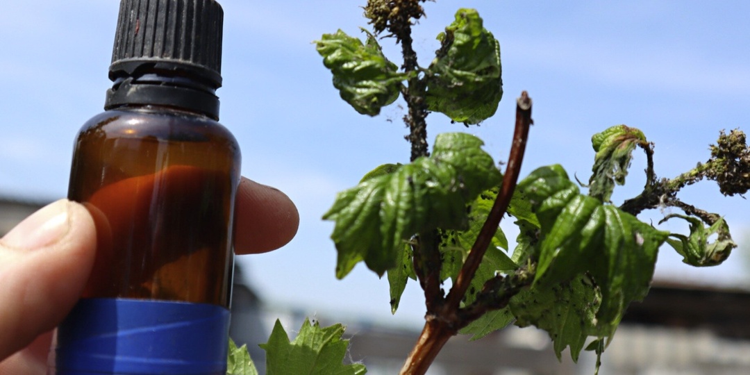 Тля исчезнет за 1 час без химии: мой проверенный рецепт. Заодно пропадут муравьи и мошки на весь сезон