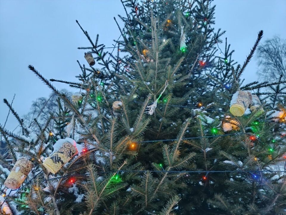    Новогодняя елка с угощениями для птиц в селе Яйлю. Источник: Евгений Веселовский / t.me/altzap