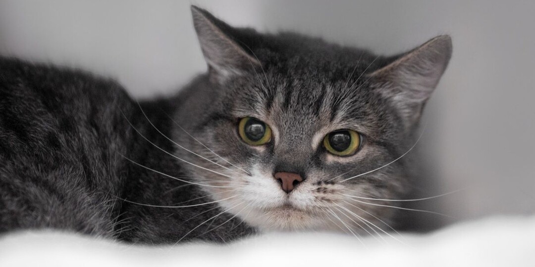 Серебристая кошечка Машинистка ищет дом!