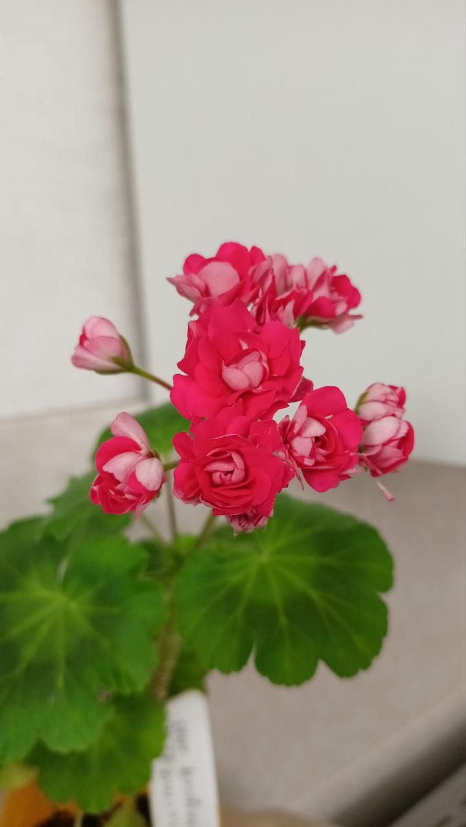 Пеларгония (герань) Селеста Джулия