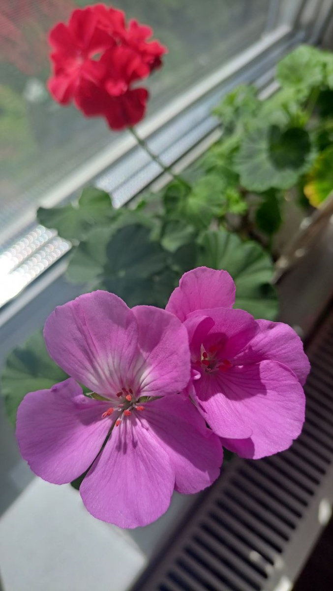 Пеларгония фиолетовая