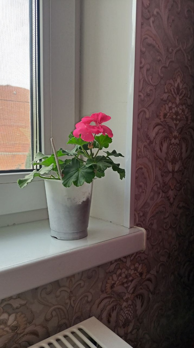 Пеларгония, куплена в Ашане, цвет реальный.