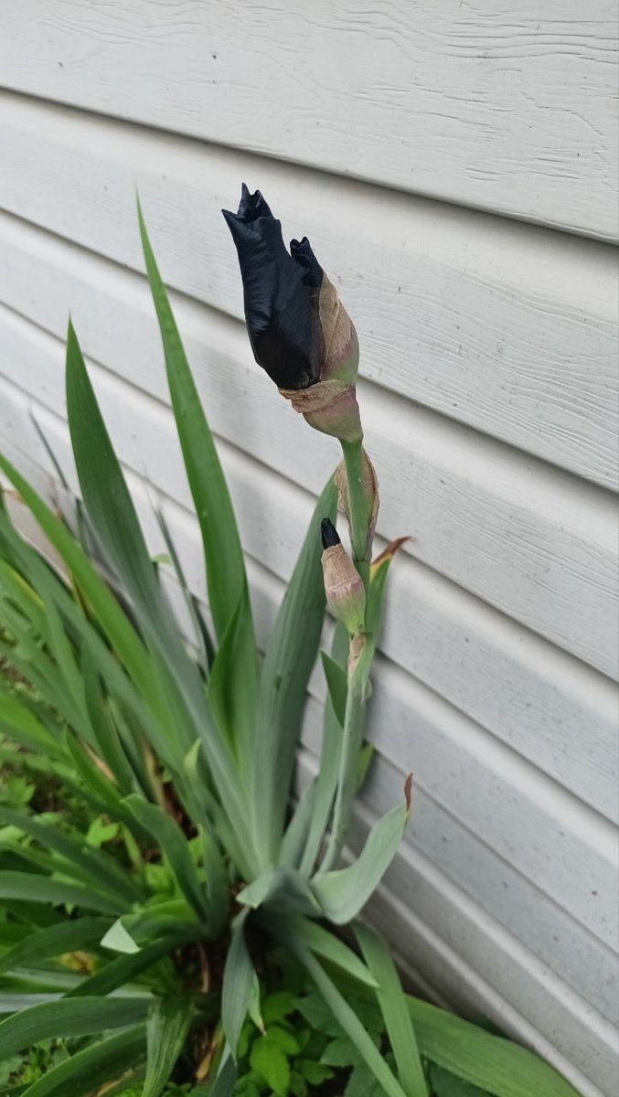 Реальный цвет. 