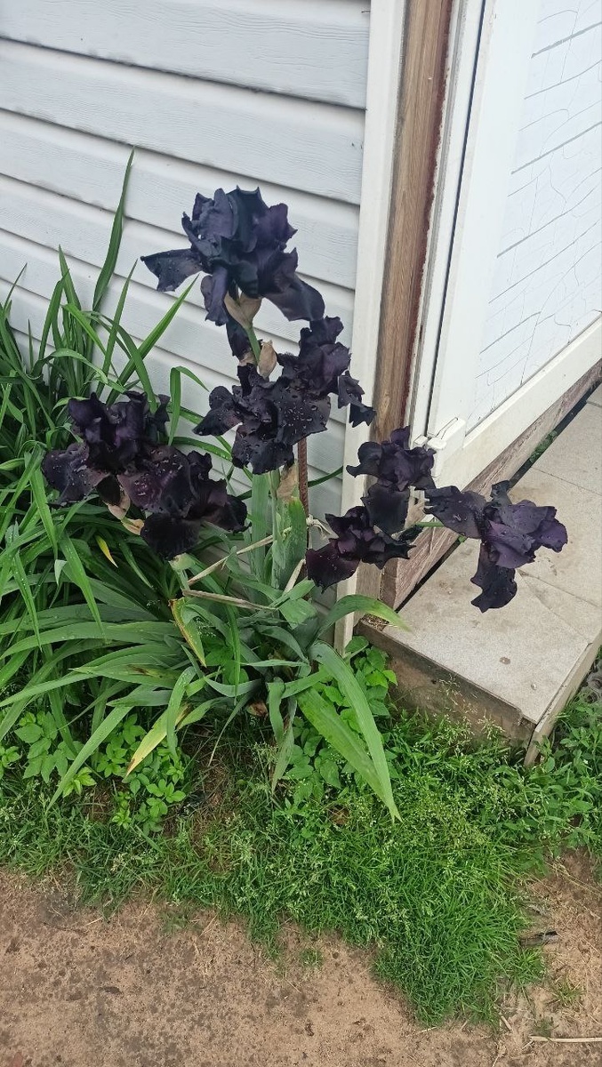 Чёрный ирис. Мой любимый из всех ирисов. 