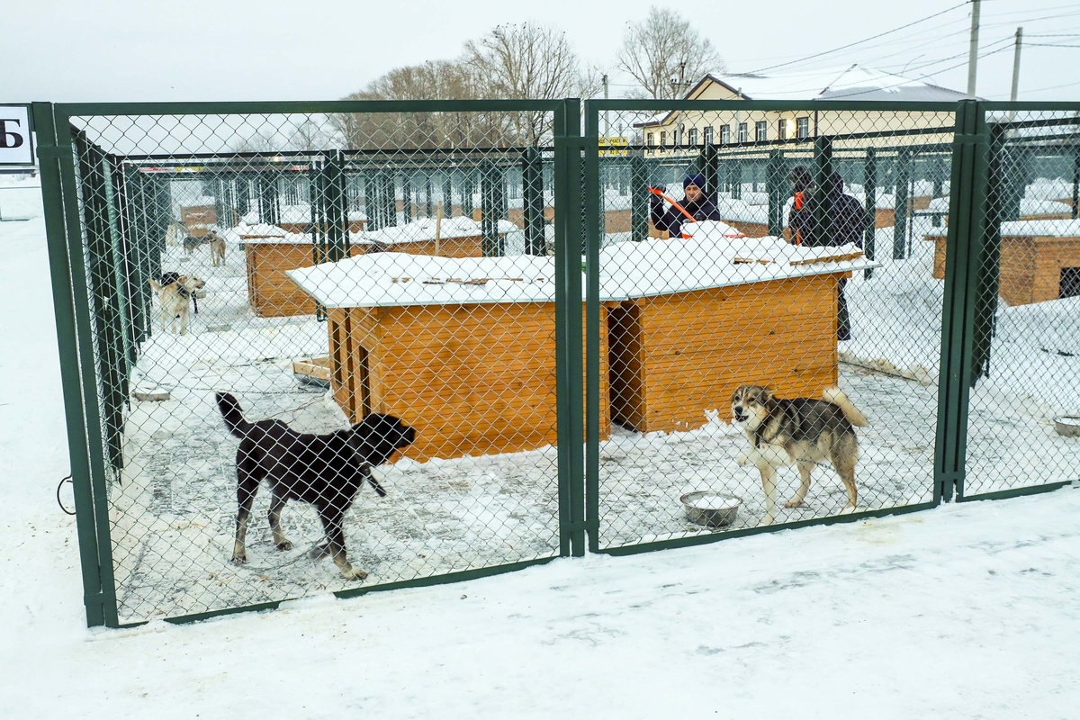    Фото: Павел Комаров, nsknews.info