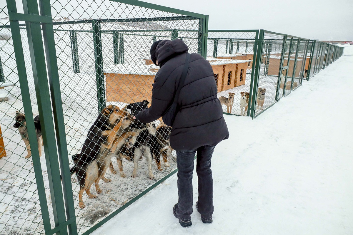    Фото: Павел Комаров, nsknews.info
