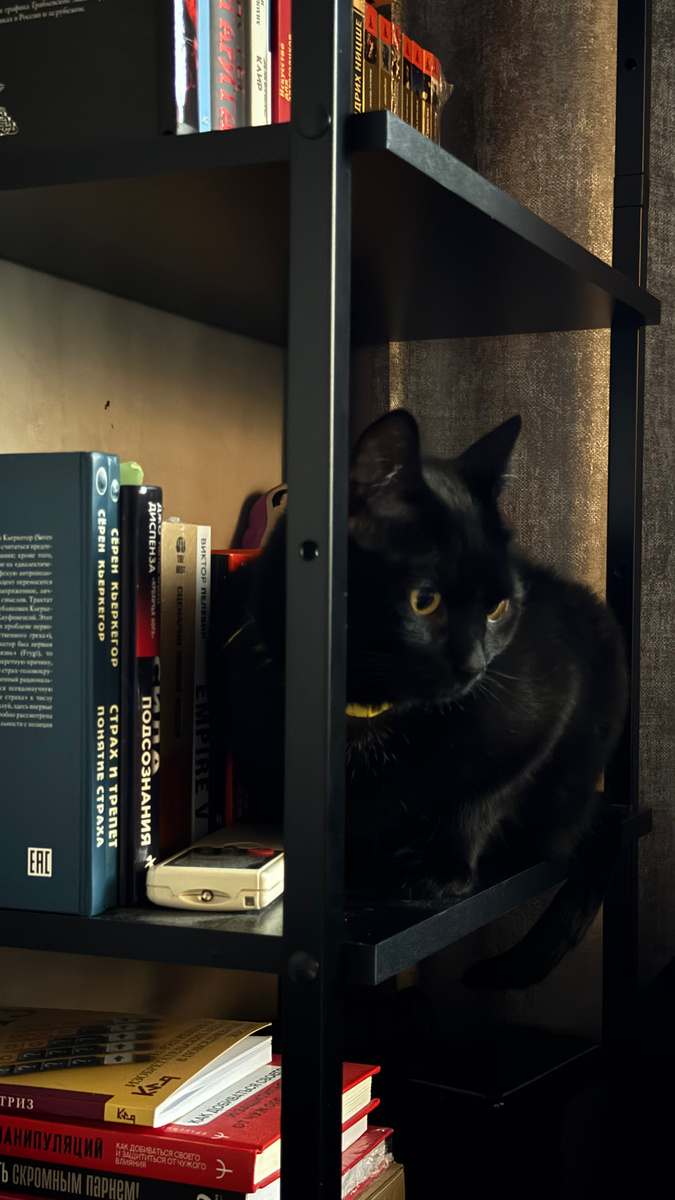 Шаман котик для привлечения внимания