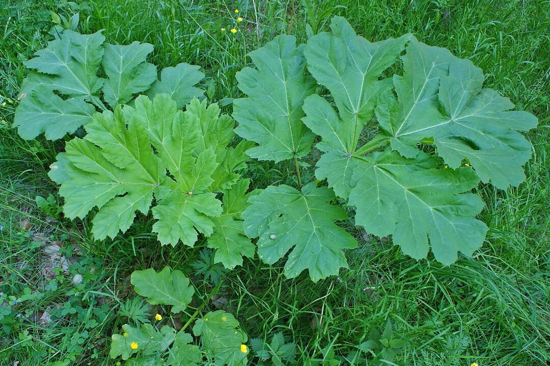Борщевик Сосновского (Heracleum sosnowskyi). 