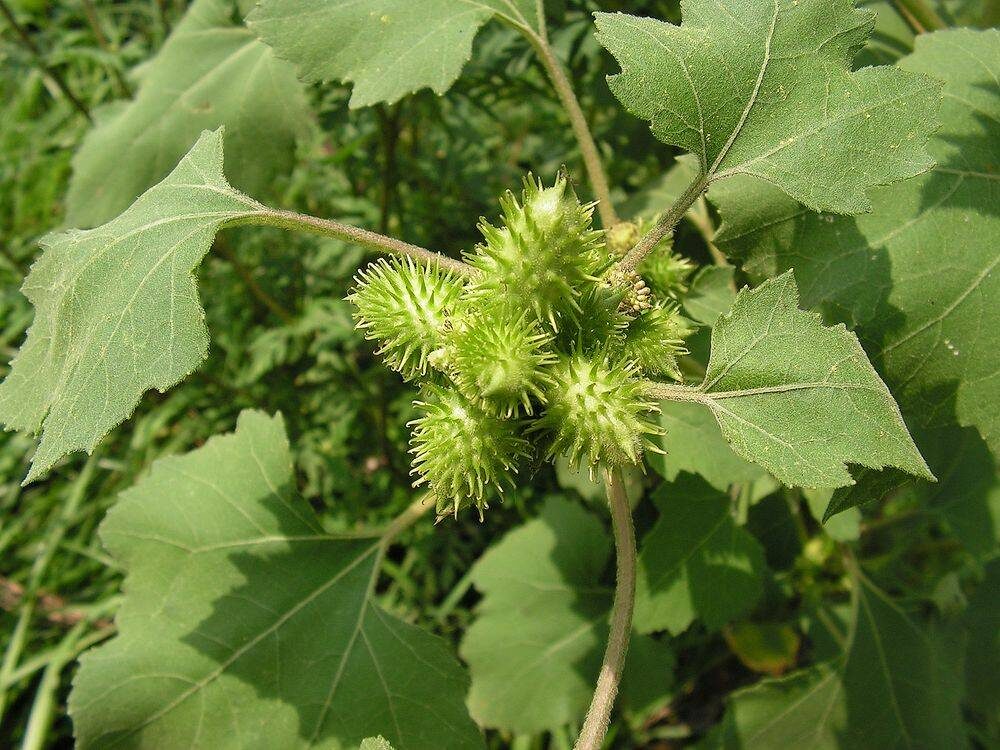 Дурнишник обыкновенный (Xanthium strumarium). 