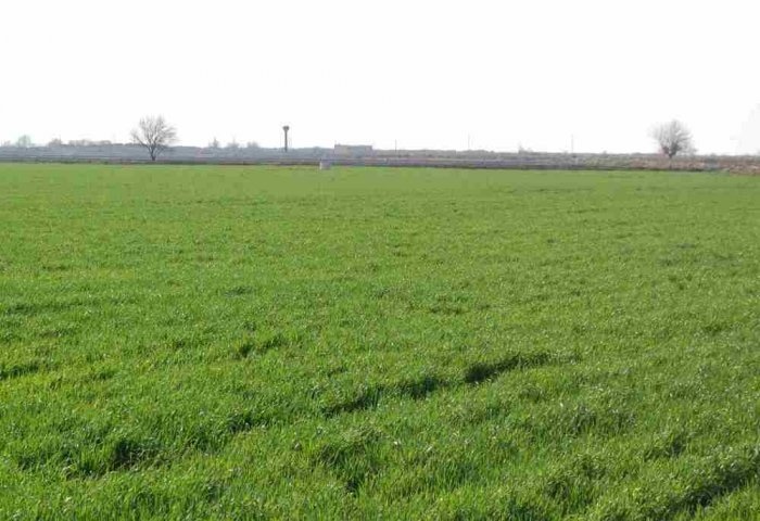    источник фото: Торгово-промышленная палата Туркменистана.