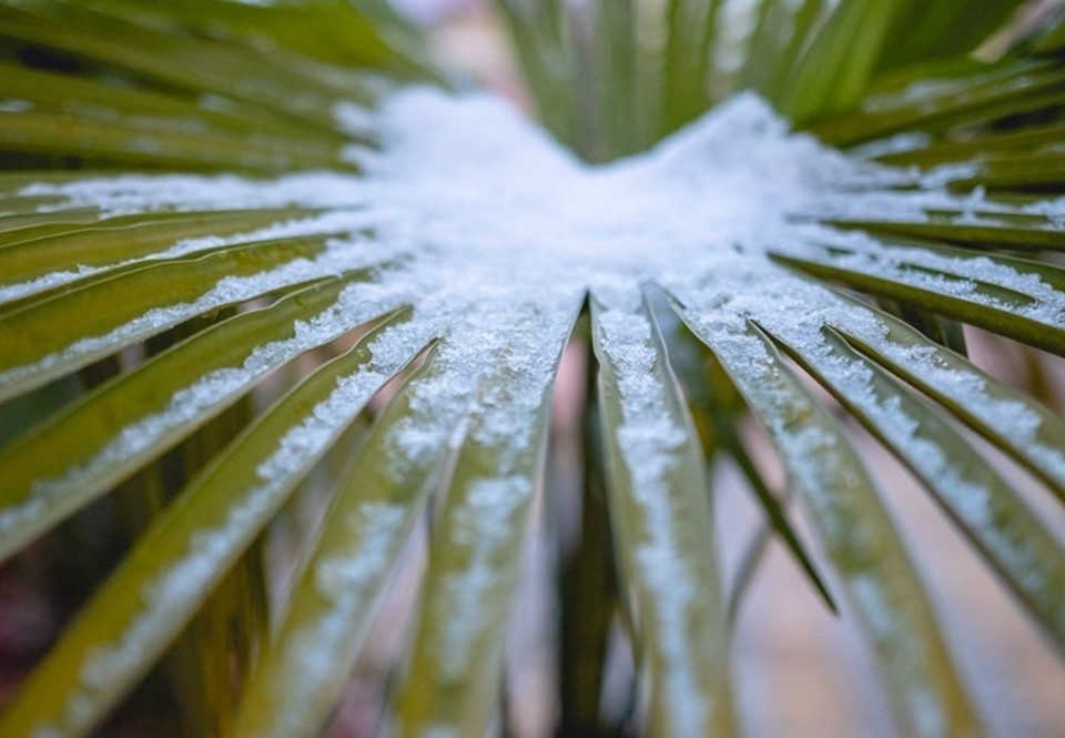    Морозы ударили в самых теплых городах Краснодарского края Олег УМАРОВ