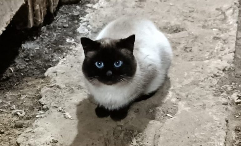 Голубоглазый красавчик из Костромы ищет новую семью