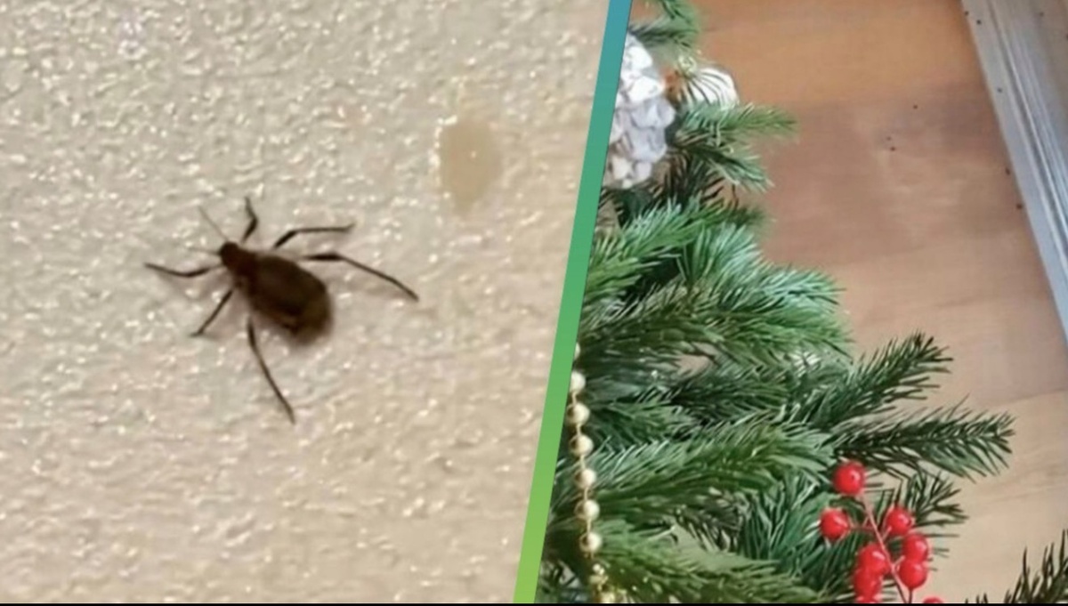 Приезжие гости порой могут быть вовсе не милыми. Фото из сети