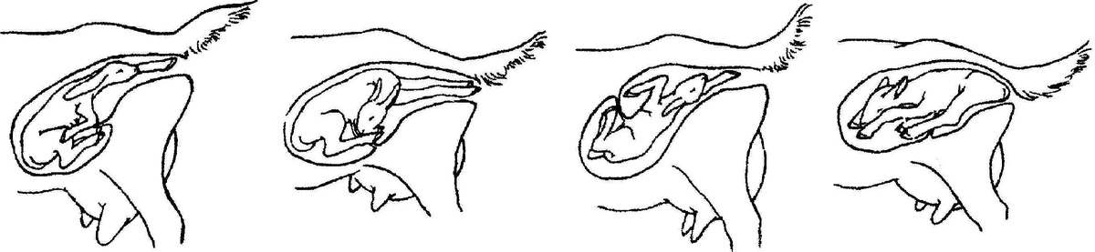 Варианты неправильного предлежания.