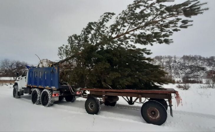 Пересадка хвойных деревьев . Фото предоставлено компанией