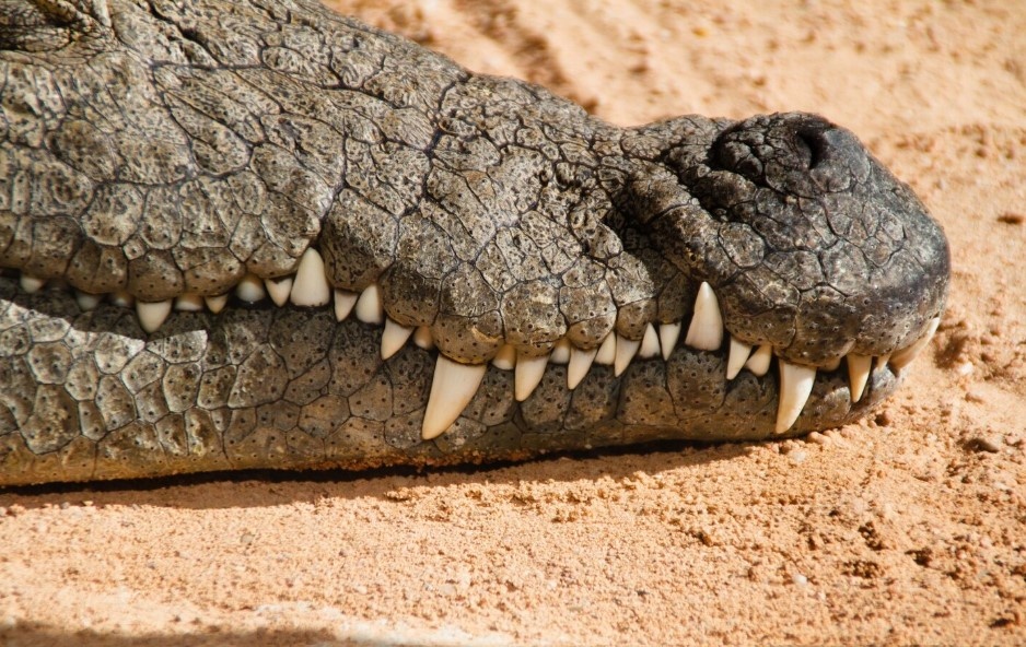    фото: фрипик