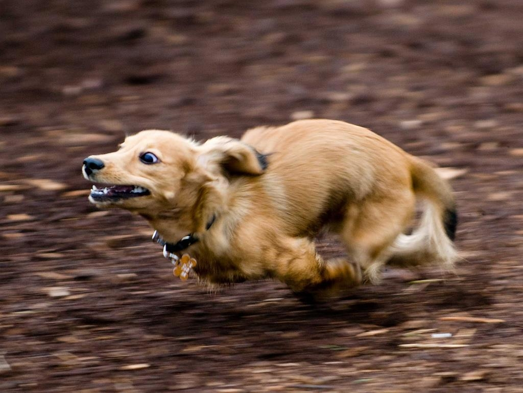 Выбирай, сшибу тебя с ног или хана тапкам?