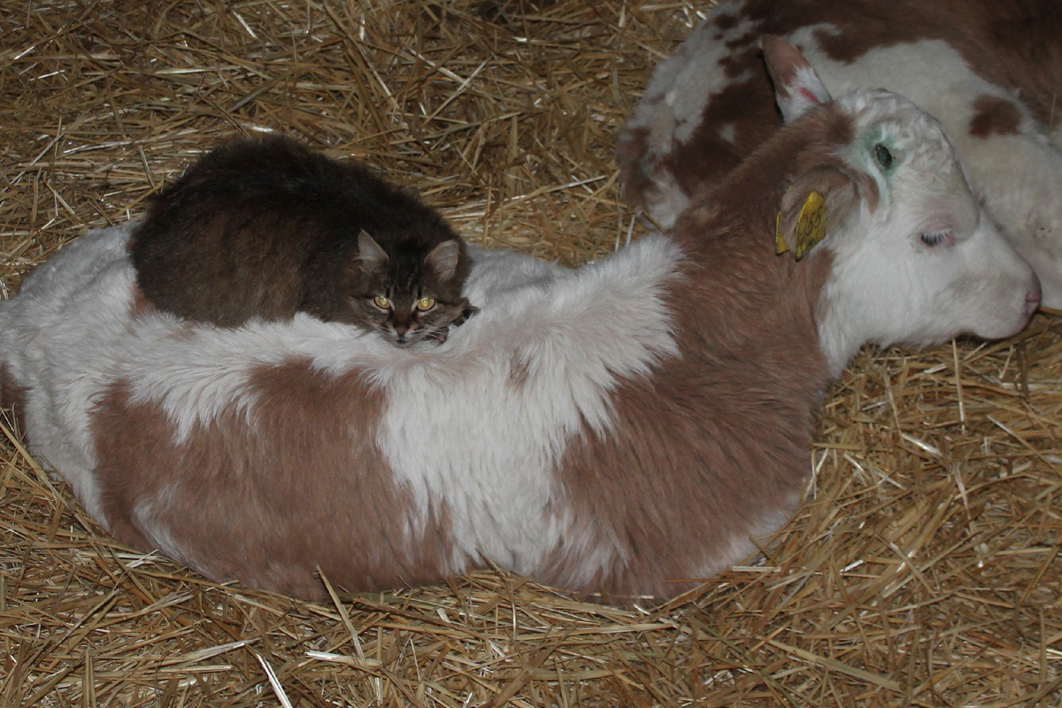 ПОХОЛОДАЛО!!!