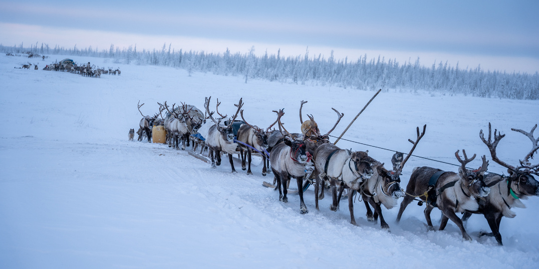 Почему оленеводы любят зиму, а не лето