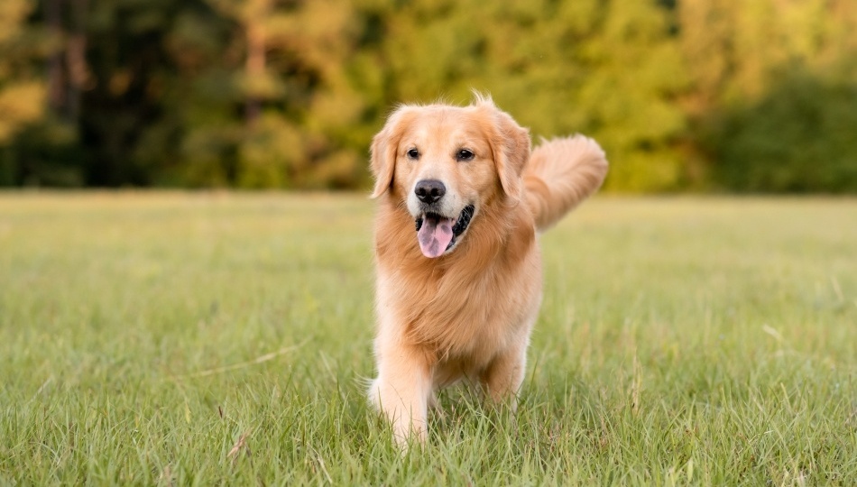 Первая собака: 3 породы, с которыми невозможно ошибиться