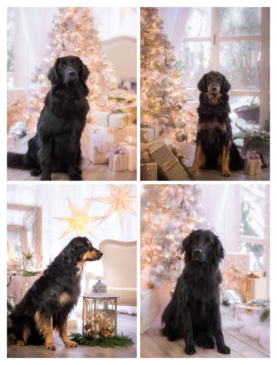 фото собак породы ховаварт из питомника "vom Hof Aniri" г. Москва