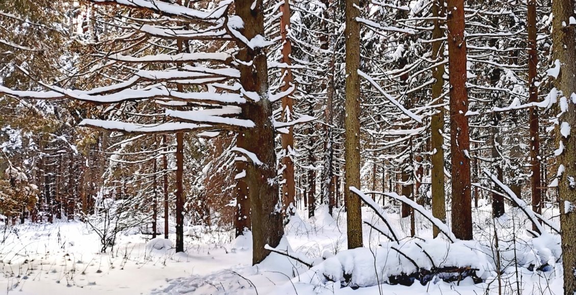    Фото: НИА "Экология"