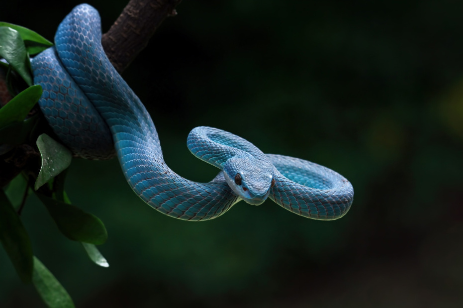    Shutterstock/FOTODOM