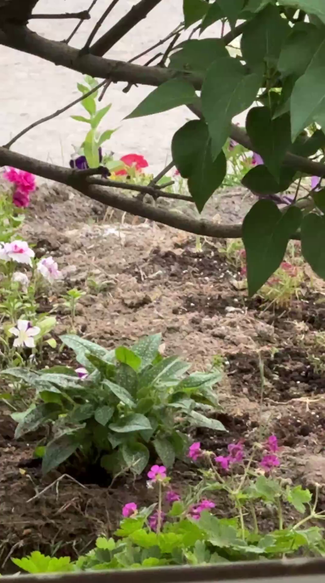 
Рудбекия – канал про цветы. Из окна нашего дома. Садовая герань. Медуница. Петунии.