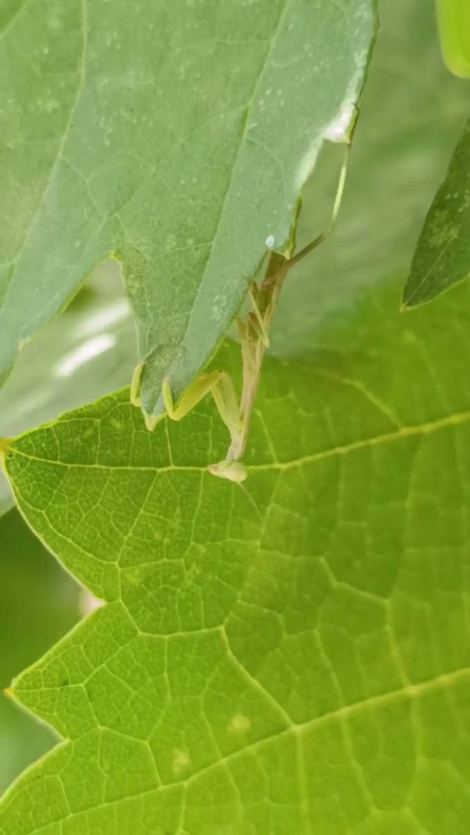 Рудбекия – канал про цветы.