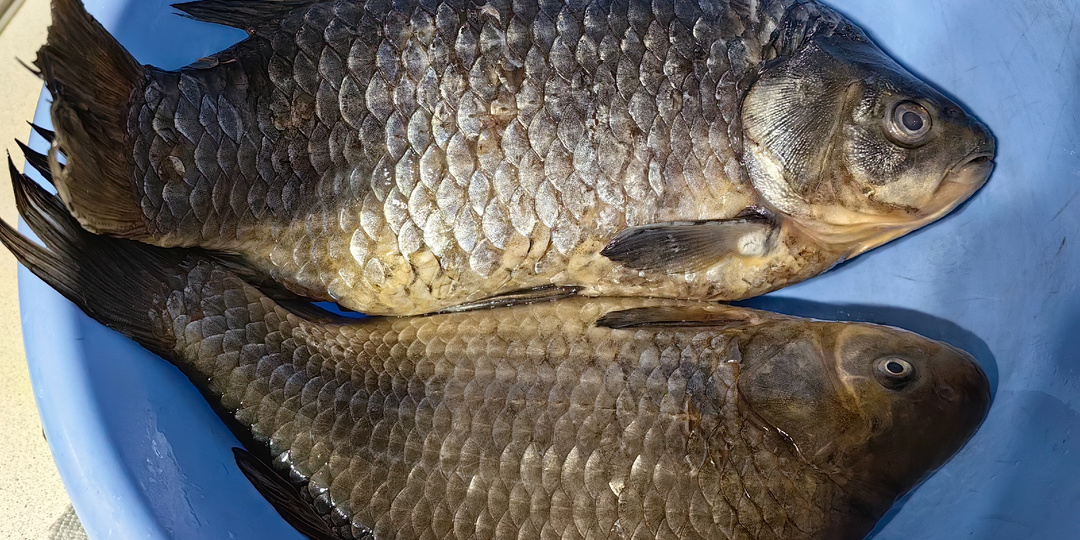 Караси в сметане | Рецепты Арктики