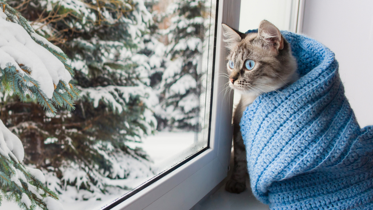     Фото: Alena A/Shutterstock/FOTODOM По прогнозу ведущего специалиста центра «Фобос» Евгения Тишковца, жителей Москвы и центрального региона в начале 2026 года ждет классическая снежная зима