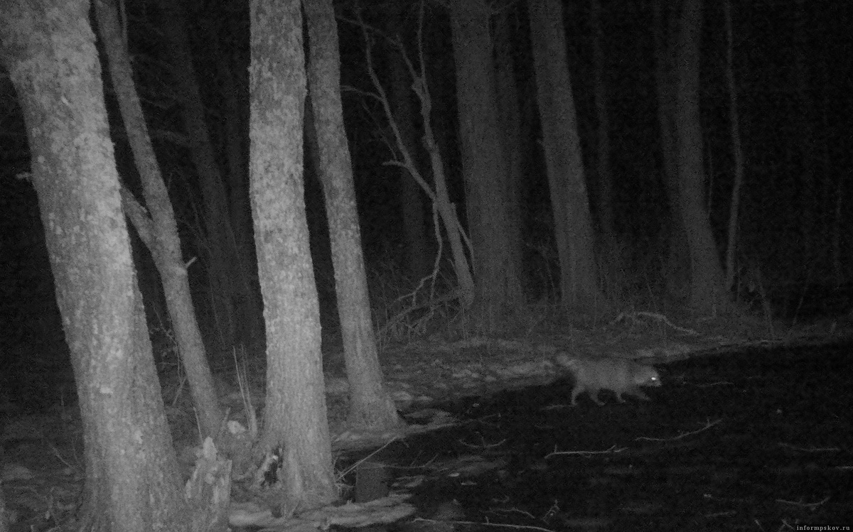 Фото: Полистовский заповедник