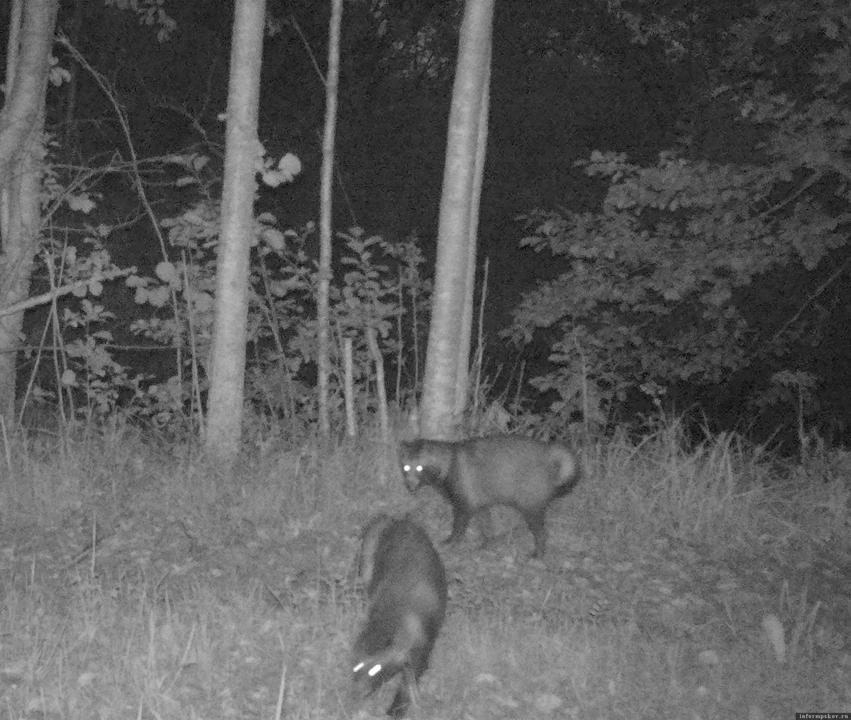 Фото: Полистовский заповедник