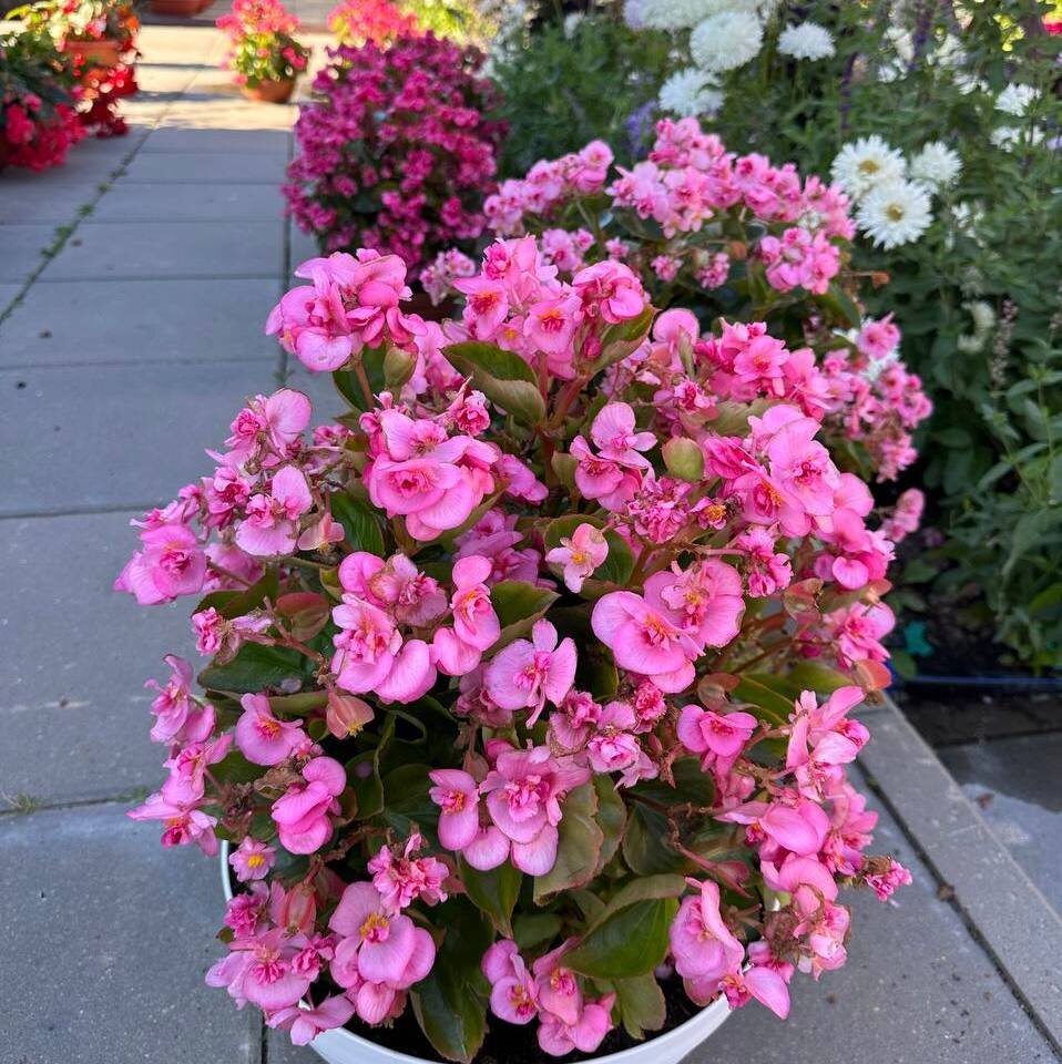 Цветение бегонии