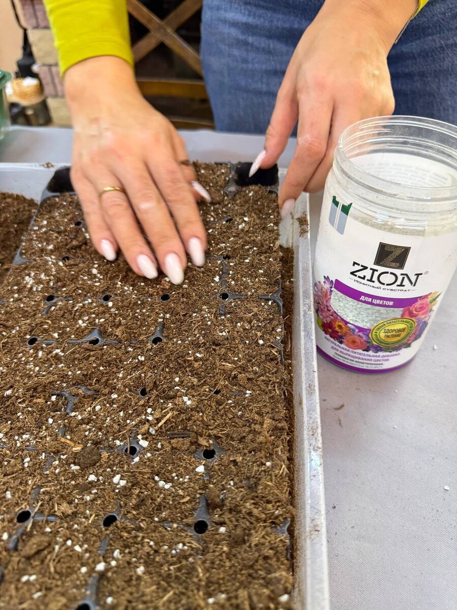 Посев бегонии