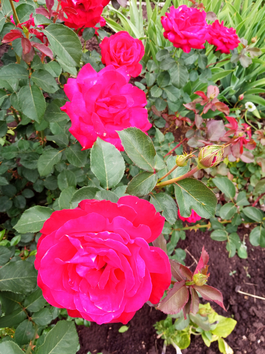 Софи Лорен - моя старушка.