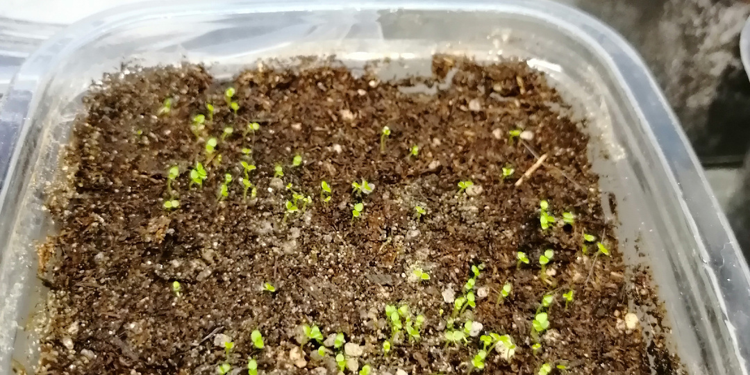 Что мы имеем с гуся