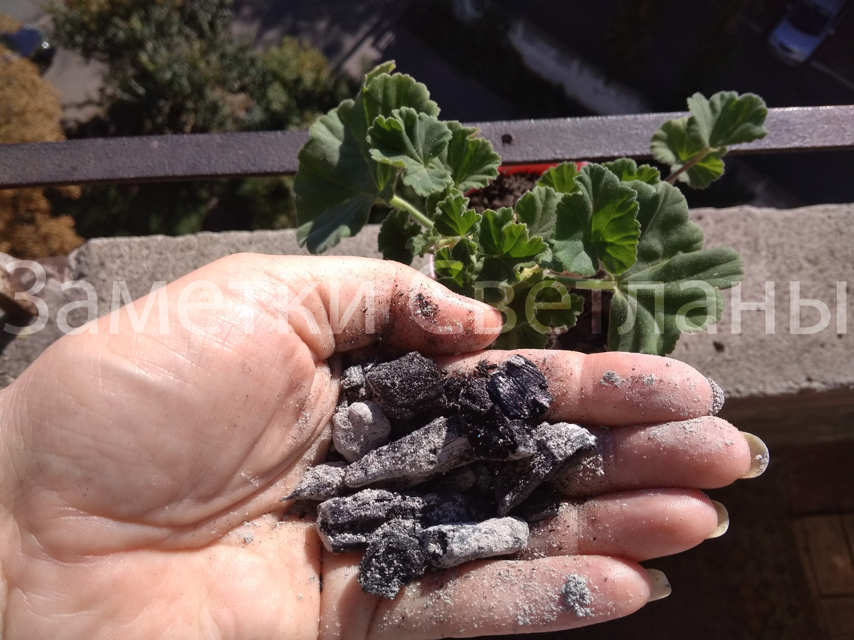 Фото автора.