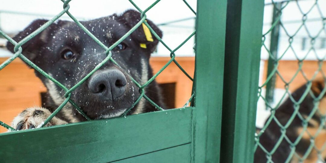 Новый приют для бездомных собак и кошек открылся в Новосибирске