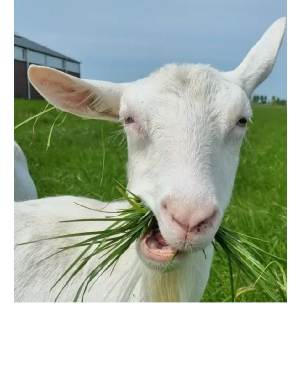 Козам нет дела до фейков