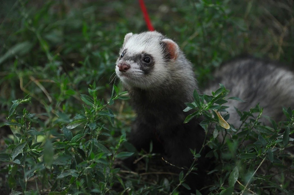    США приручали хорьков к алкоголю и давали собакам наркотики: вскрылись детали жестоких экспериментов Евгения ГУСЕВА