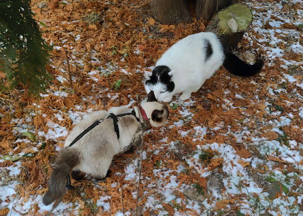 Прошлогодняя зимняя прогулка Ники в сопровождении Белого 