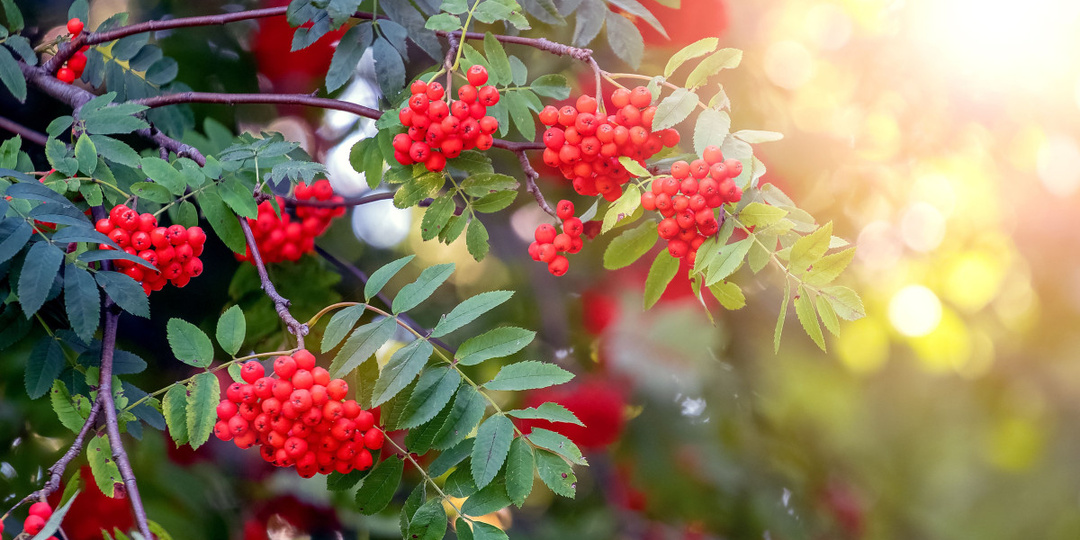 Рябина — больше чем дерево: зачем сажать её в саду